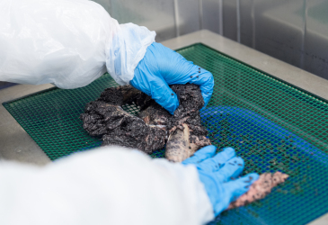 Kaviarverarbeitung Sieb