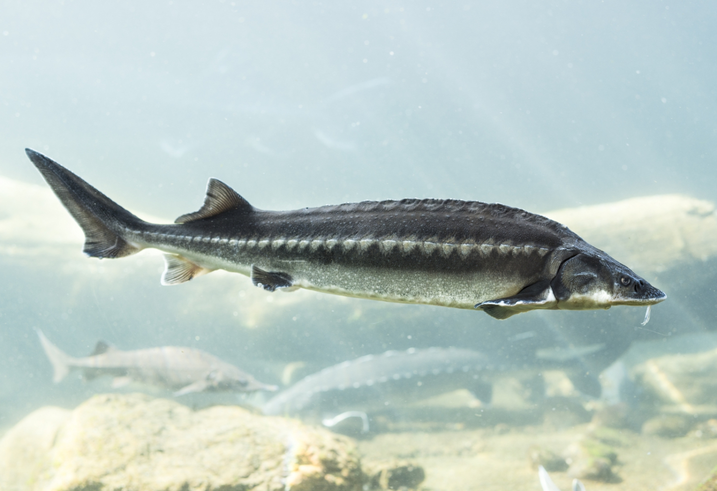 Der Sibirische Stör | Mehr erfahren | Oona Caviar