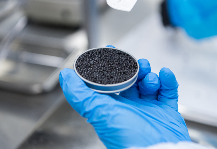 Kaviarverarbeitung abfüllen